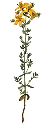Hypericum perforatum.gif